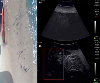 Observations of biennial reproduction in Caribbean reef sharks ‘Carcharhinus perezi’